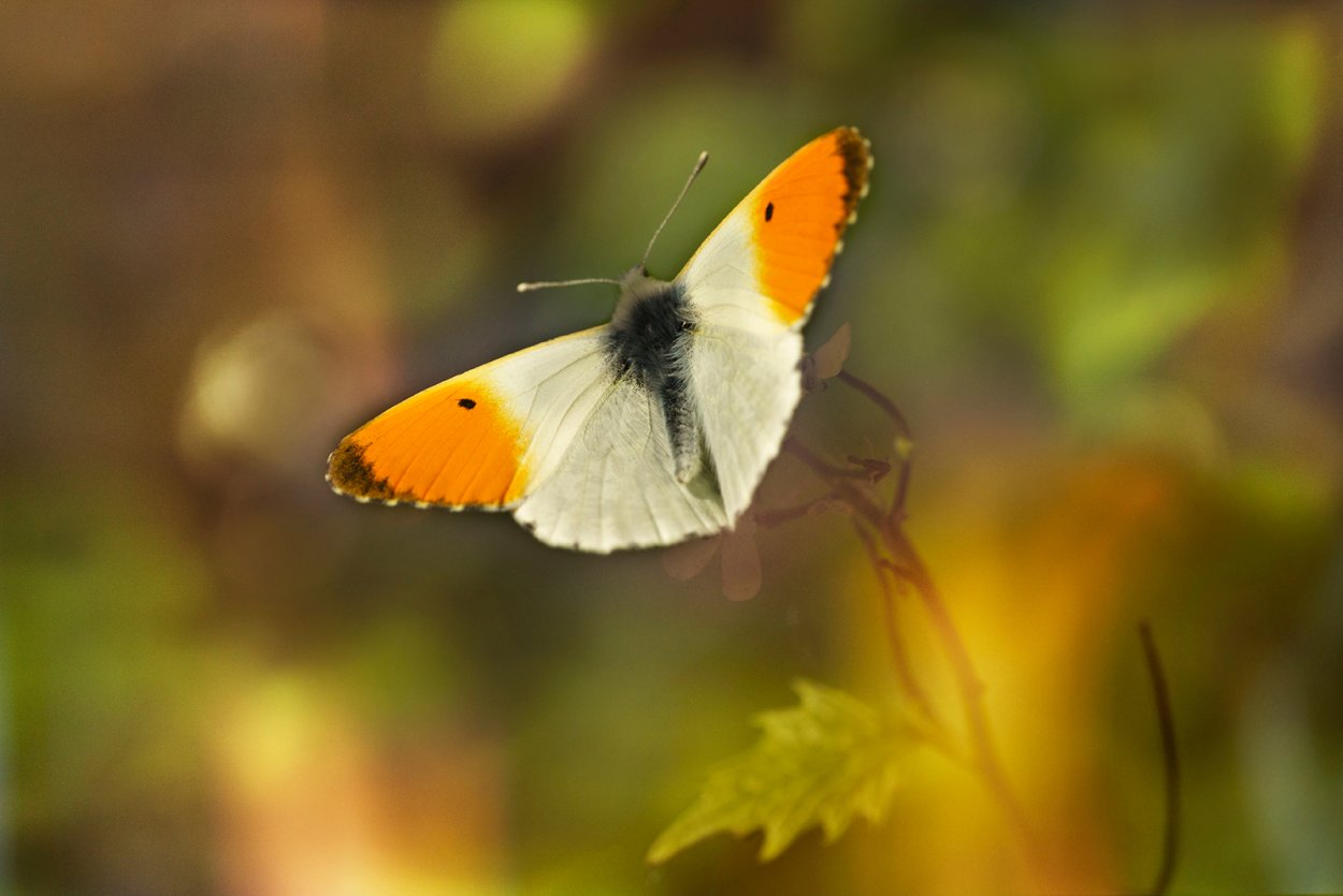 Проект про бабочек Зорька