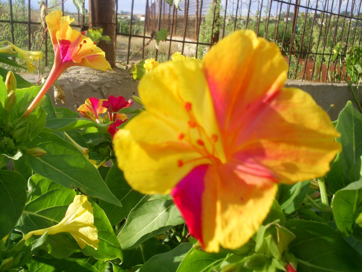 Мирабилис ялапа Иоланта