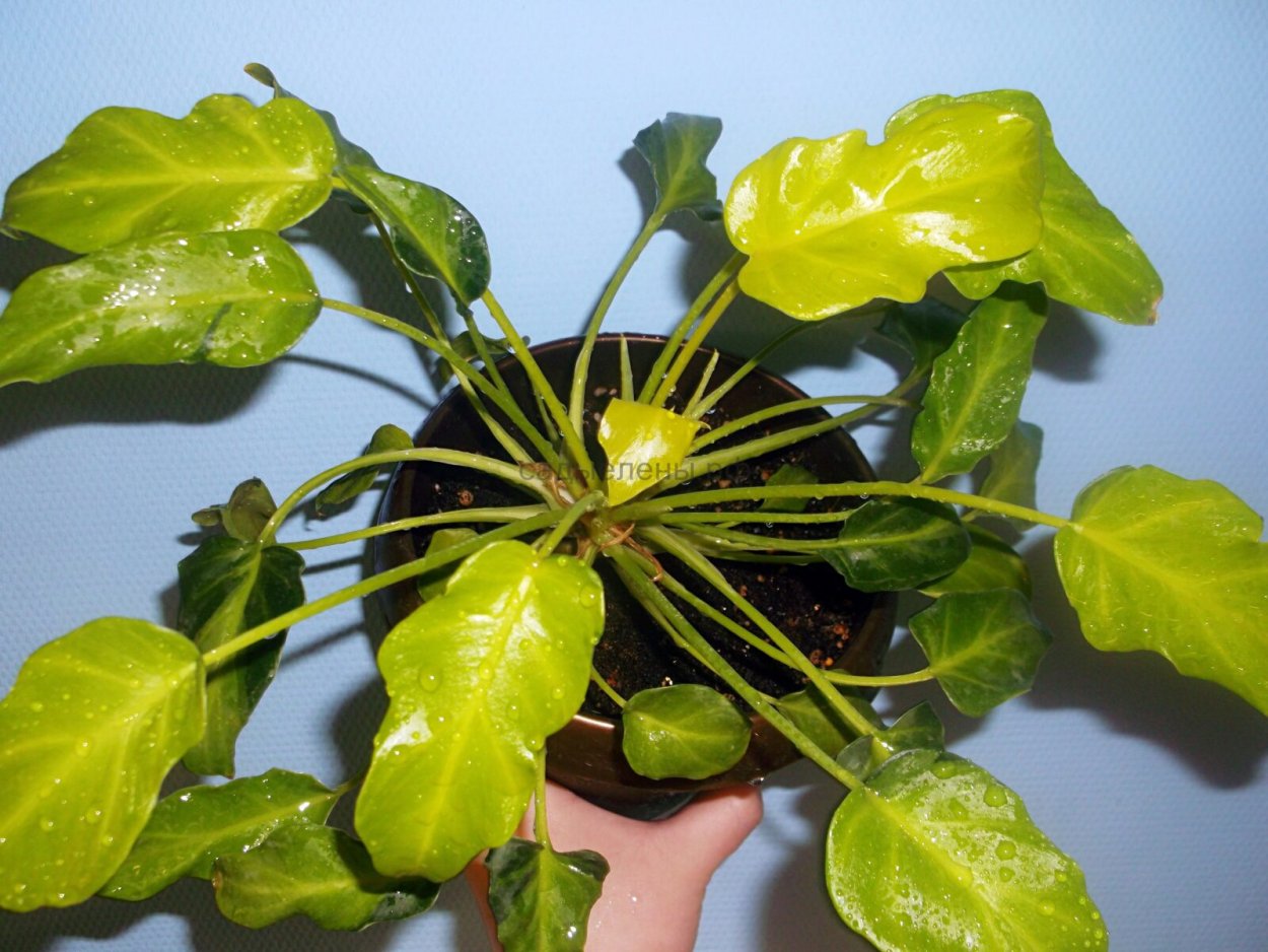 Филодендрон Ксанаду Триколор