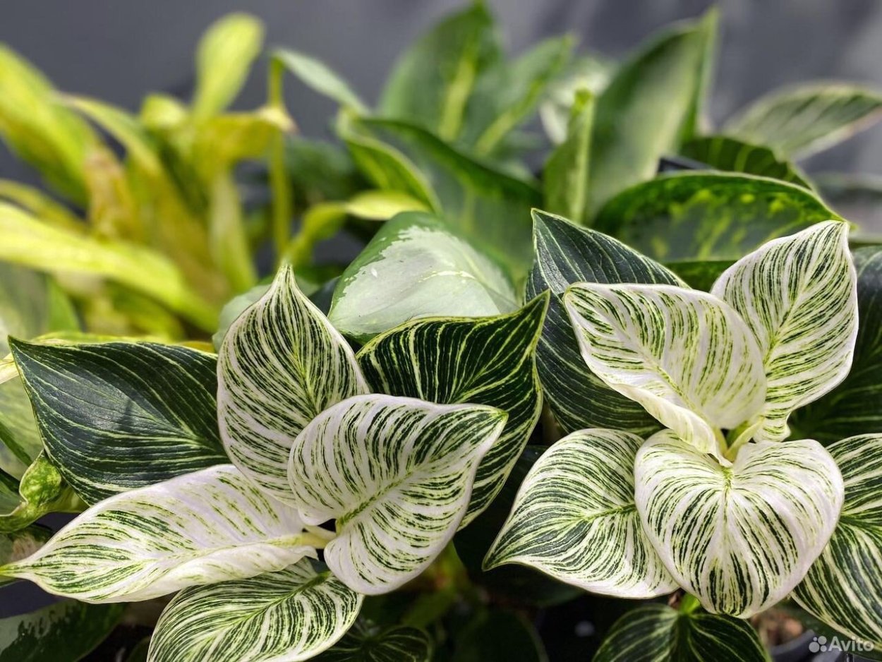 Филодендрон Биркин молодой