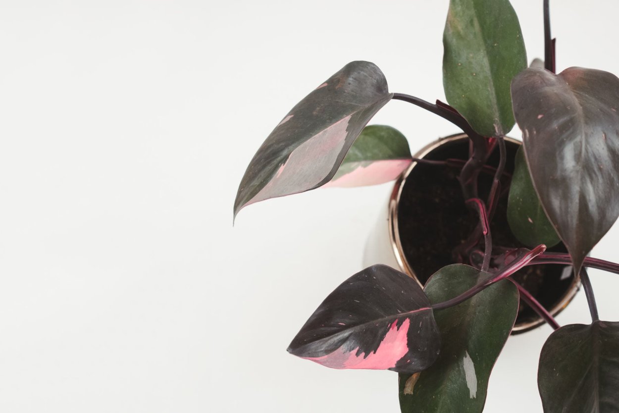 Филодендрон Pink Princess