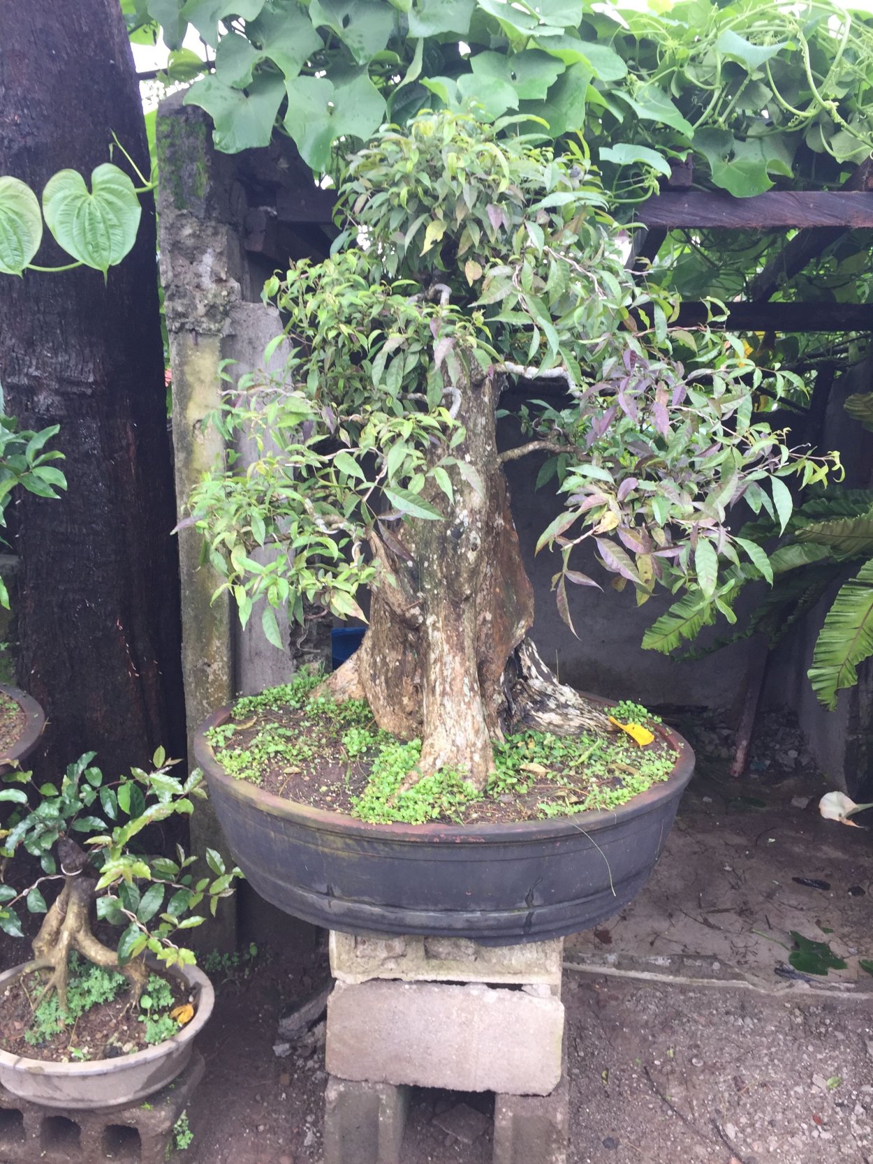 Фикус Пандора бонсай