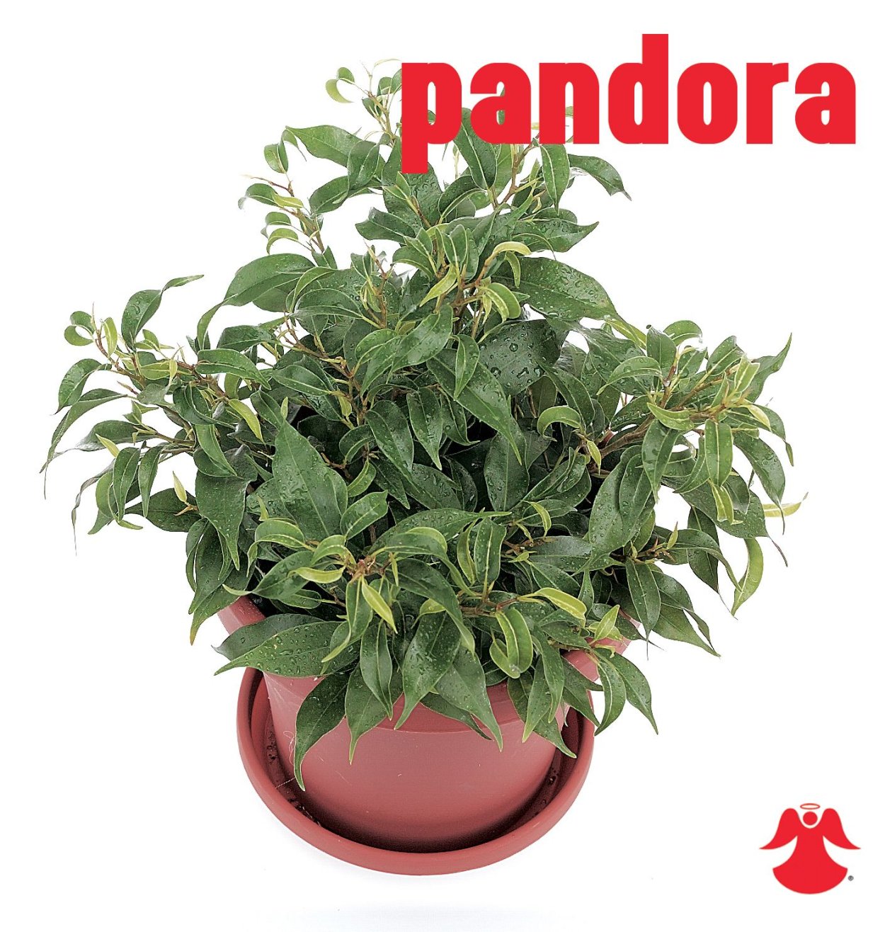 Фикус Бенджамина Пандора