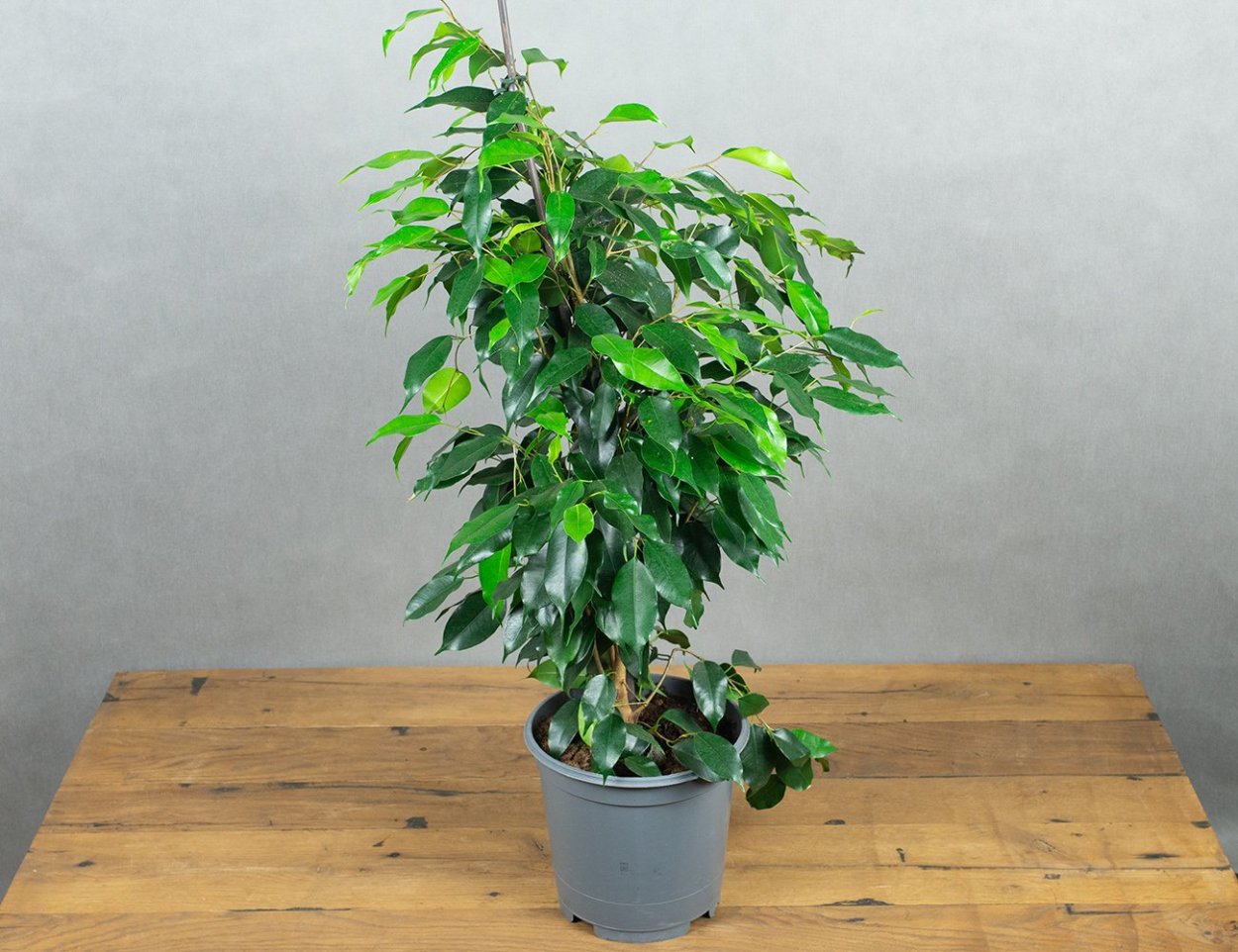 Фикус Даниэль в интерьере квартиры