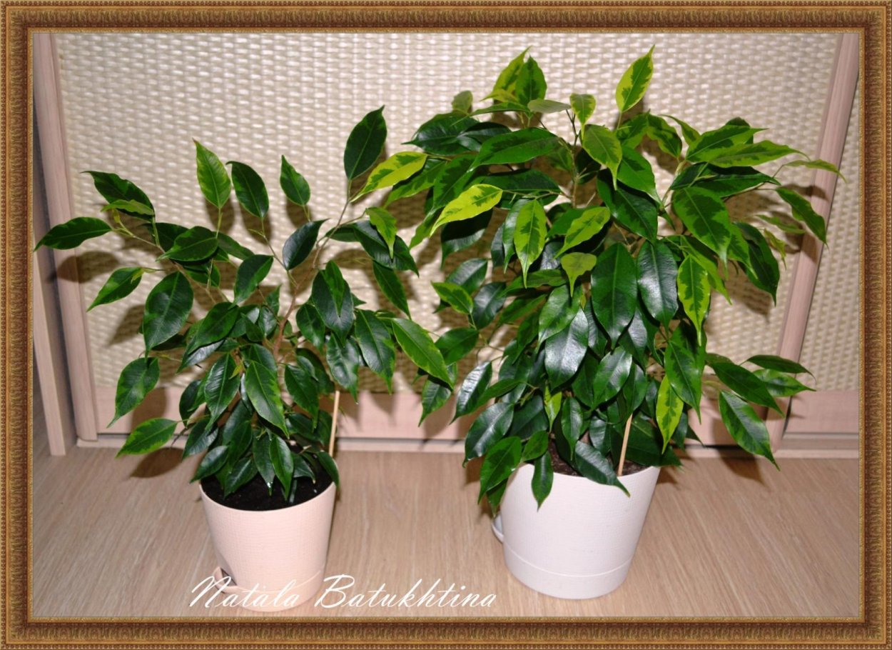 Фикус Бенджамина Регидан