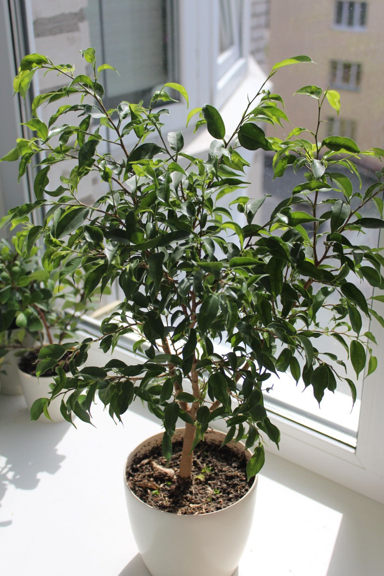 Фикус Бенджамина Пандора