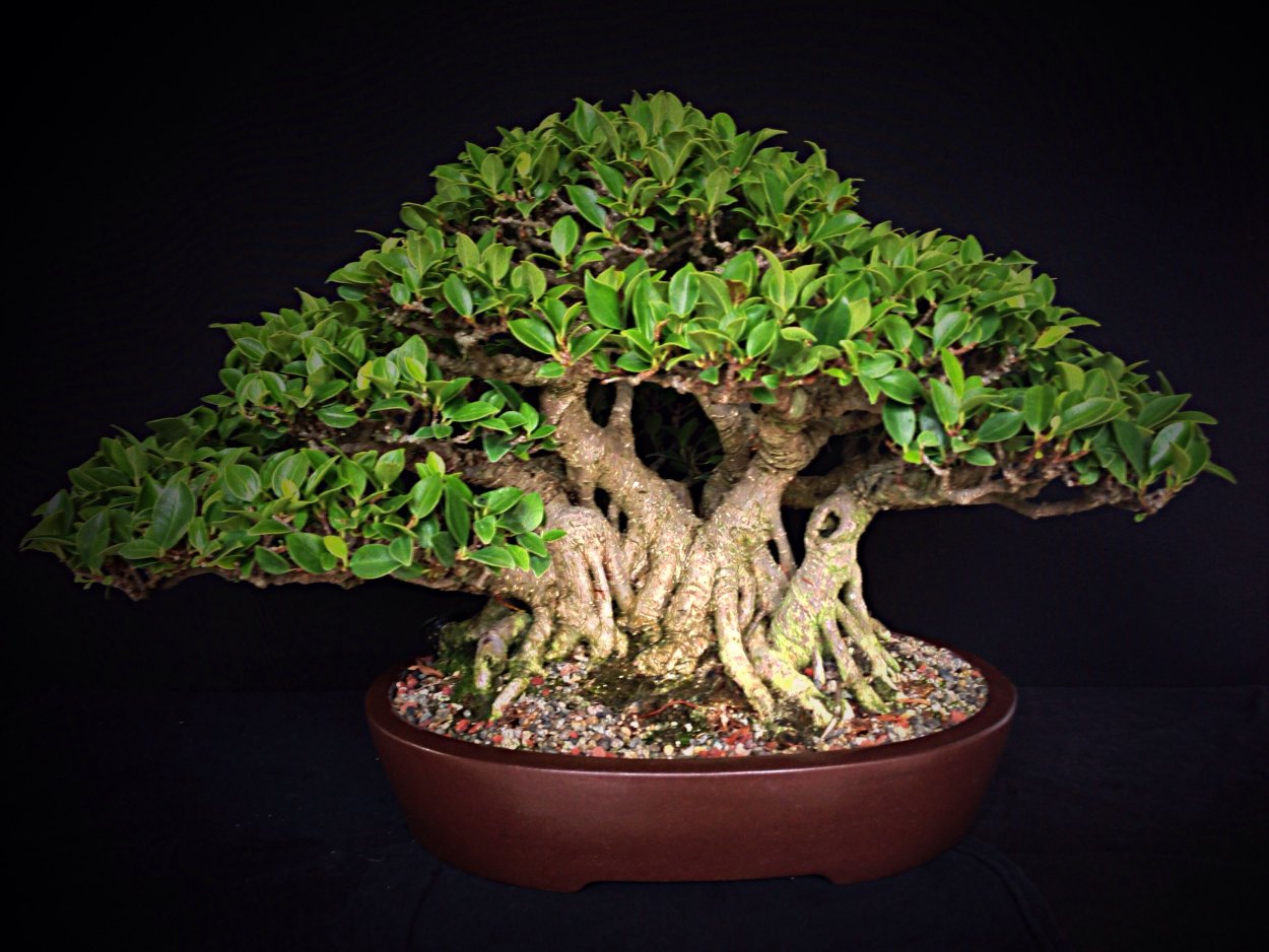 Ficus Bonsai ritusa