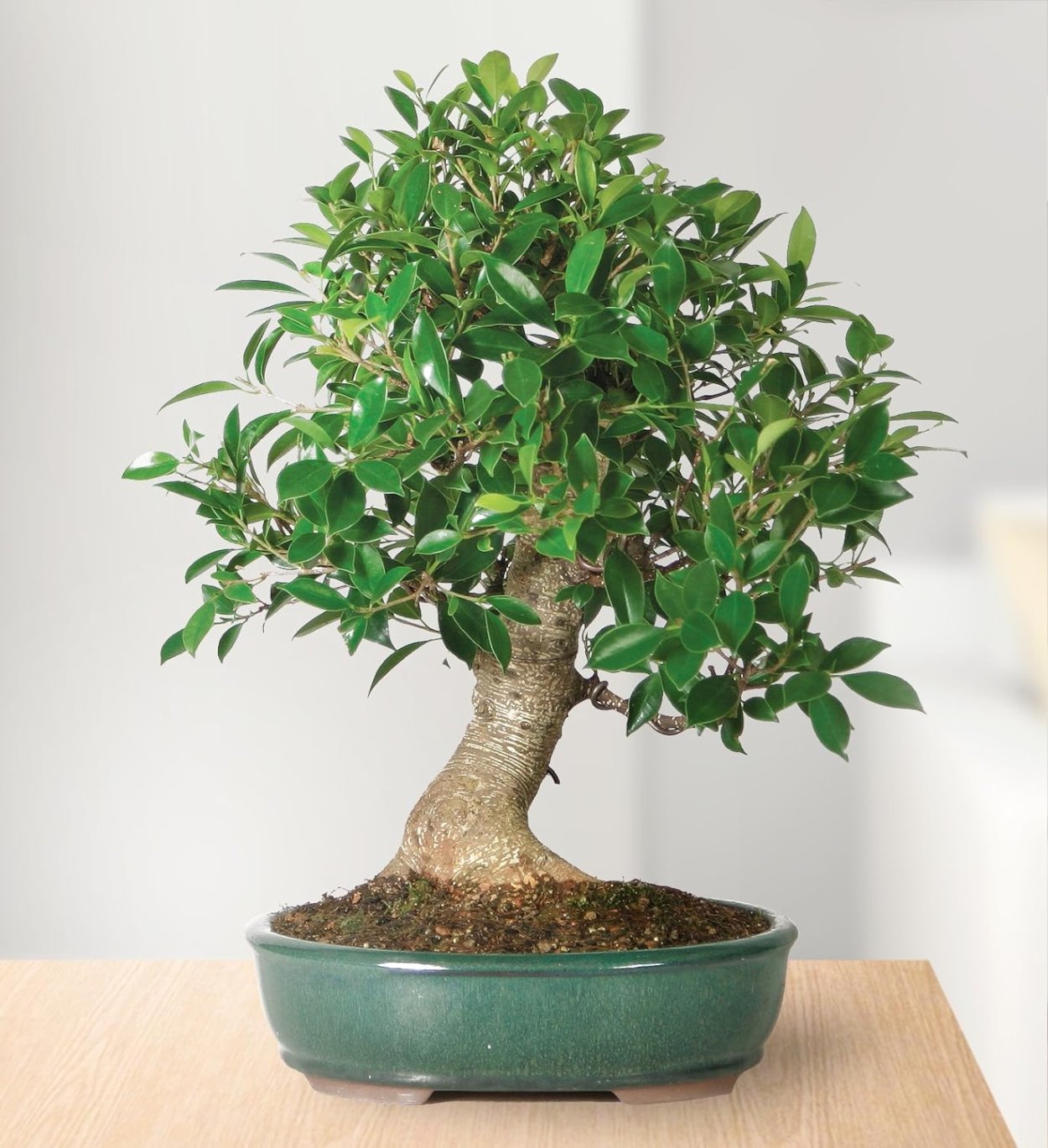 Фикус Наташа бонсай