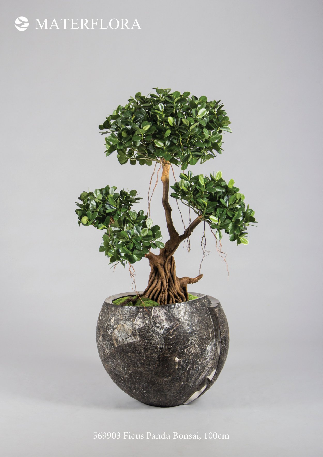 Фикус Пандора бонсай