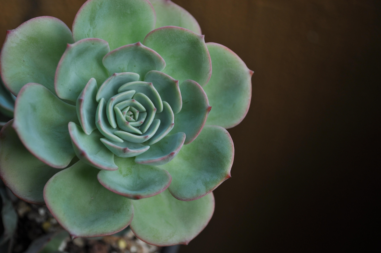 Цветок с мясистыми листьями