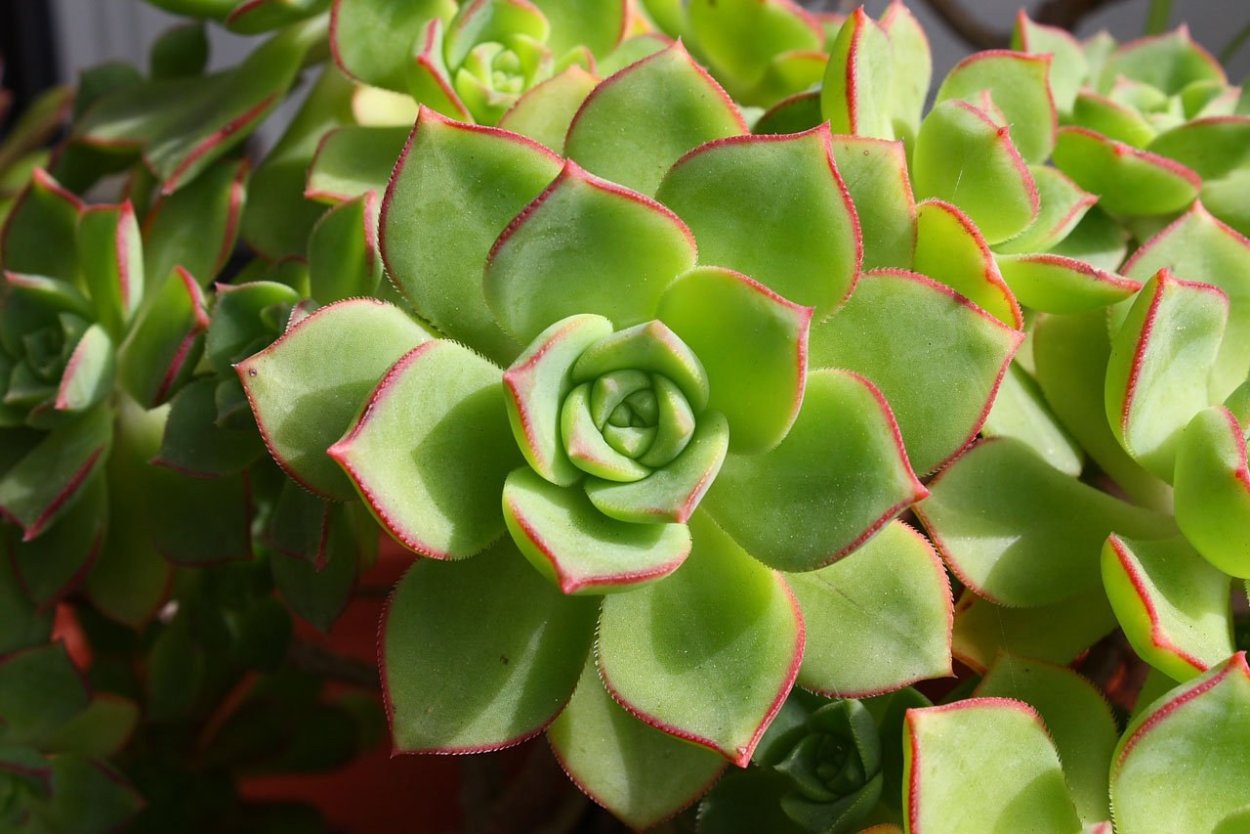 Семейство Толстянковые эхеверия-Echeveria