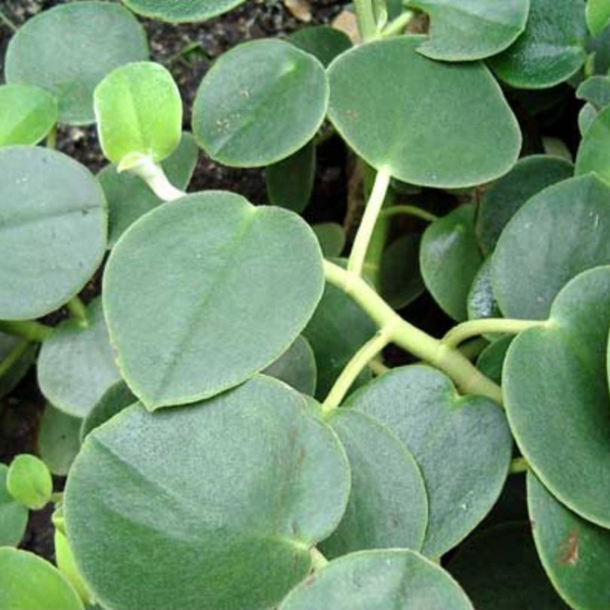 Пеперомия плющелистная