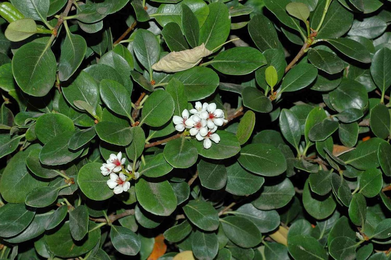 Рафиолепис зонтичный