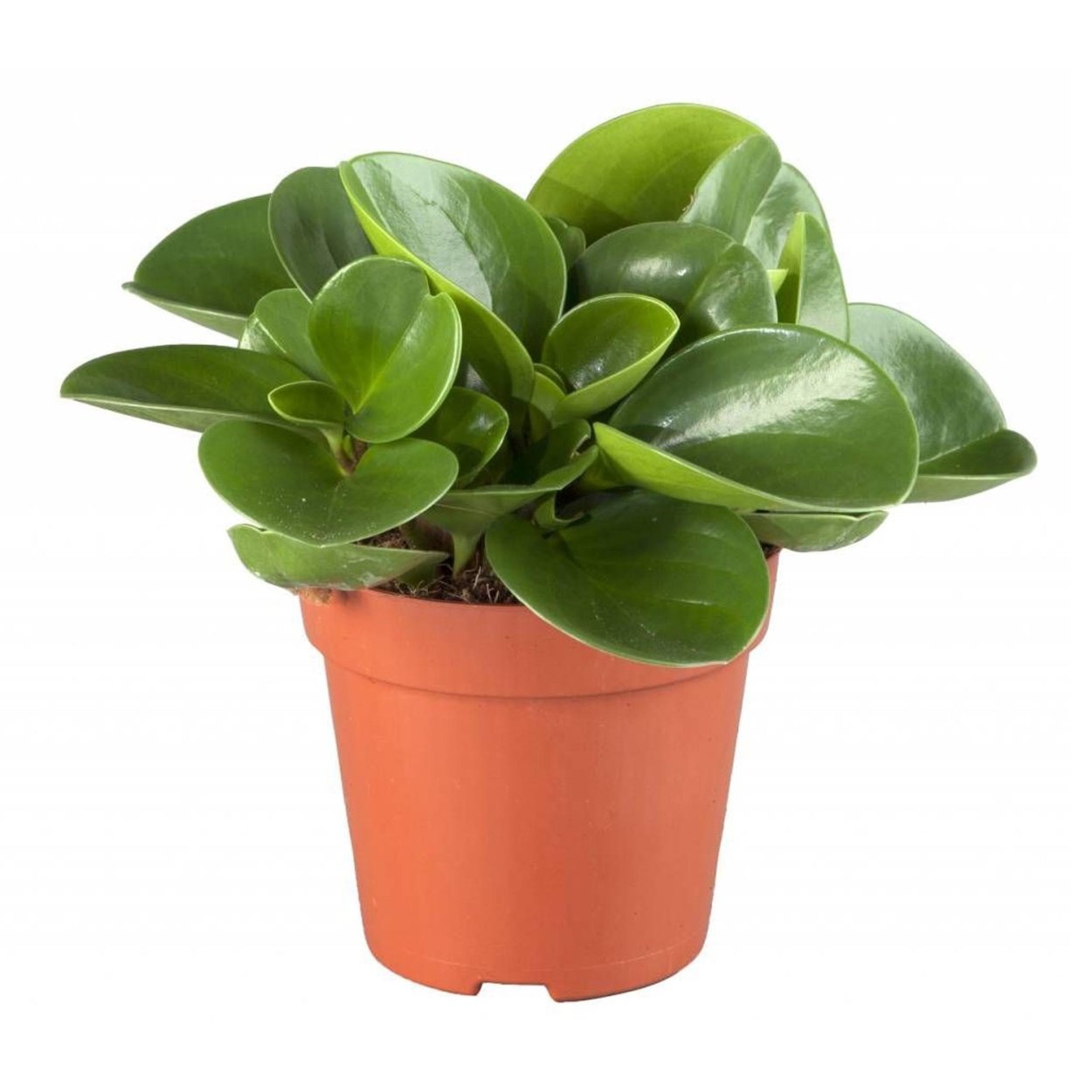 Каланхоэ Пеперомия