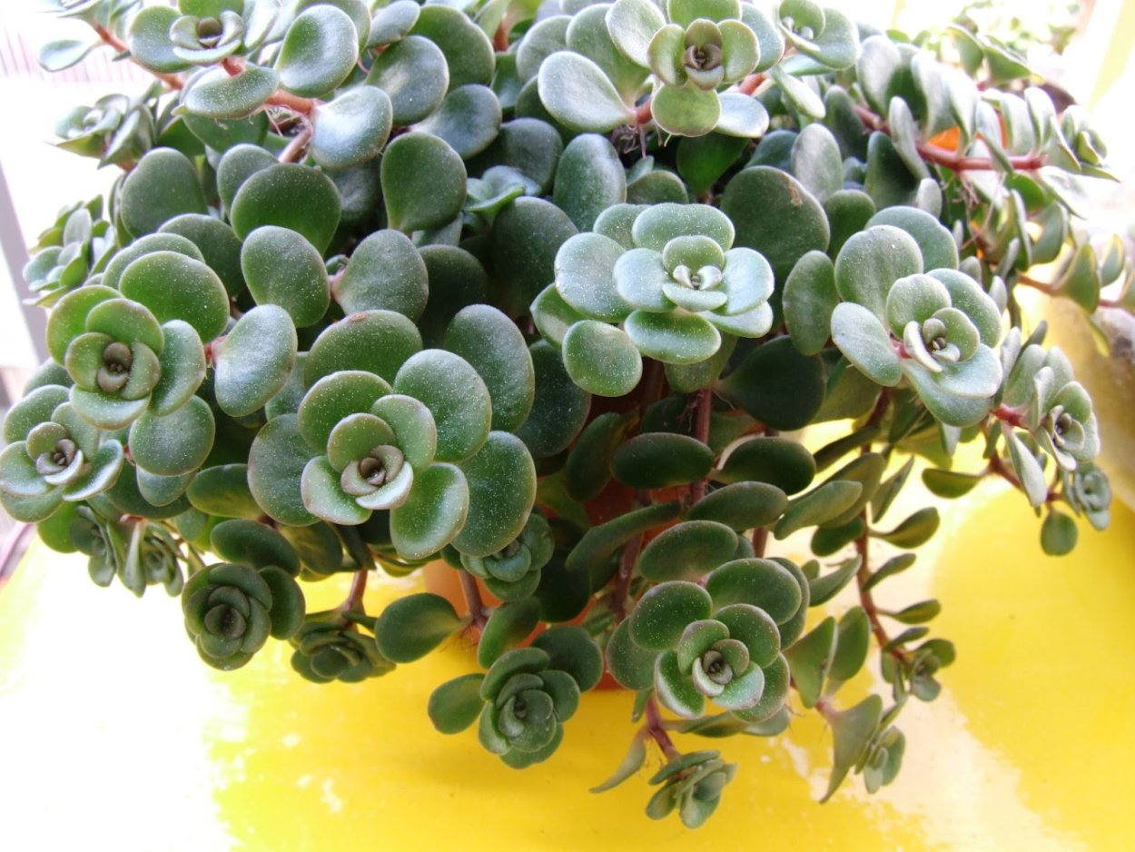 Седум Макиной Торнадо