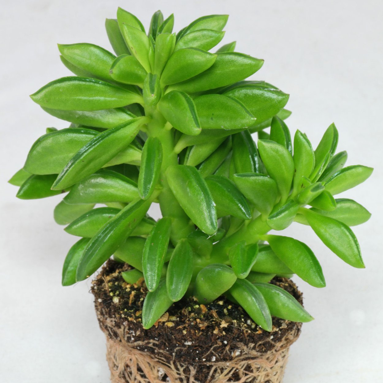 Пеперомия dolabriformis