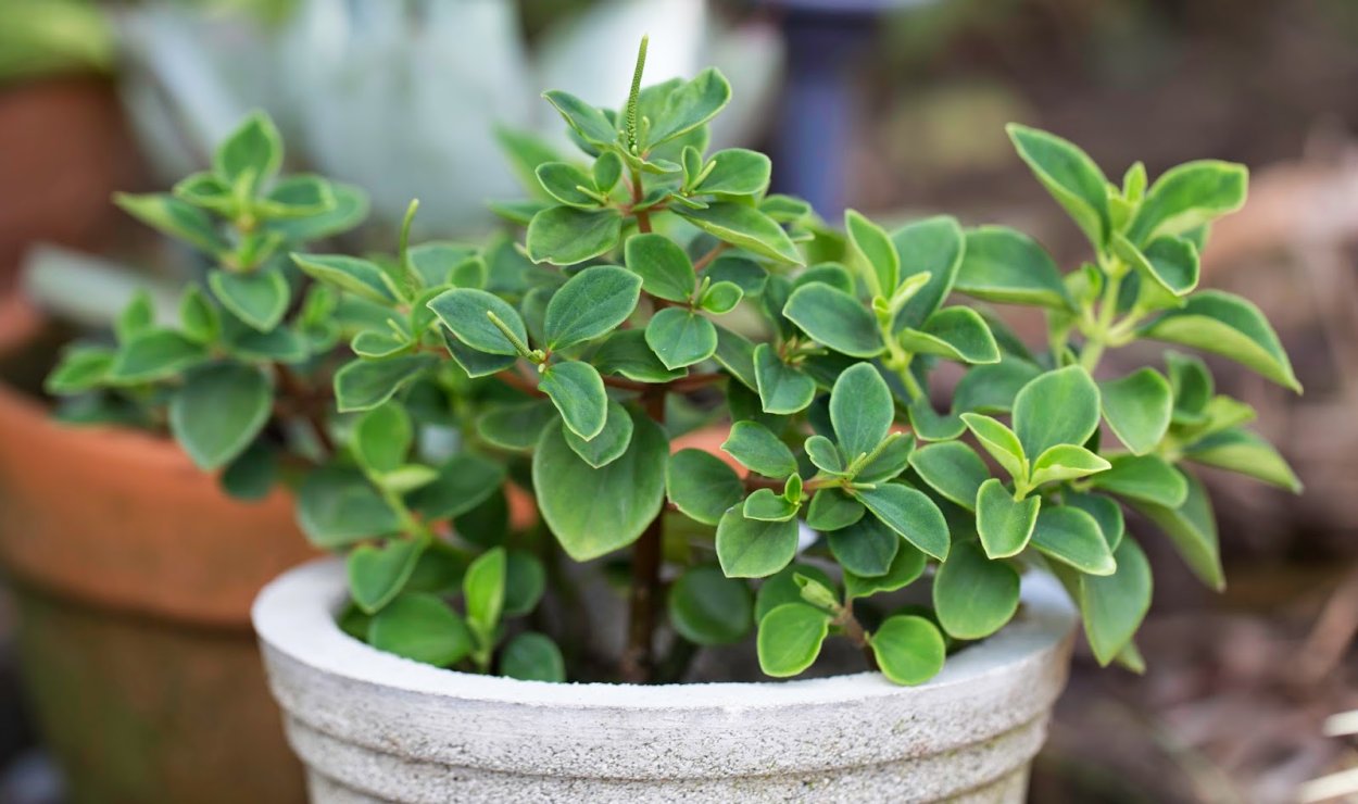 Пеперомия БЛАНДА