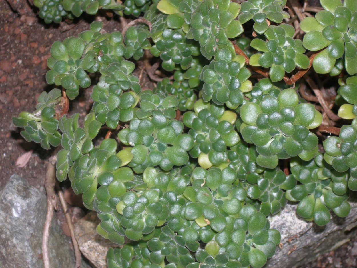 Цветок Эониум Линдлея