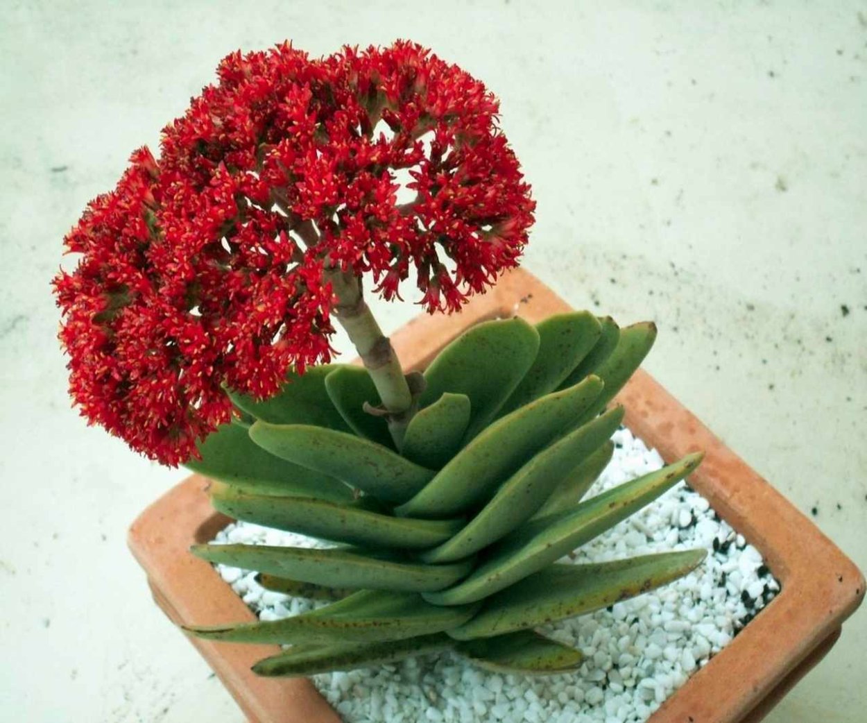 Крассула фальката