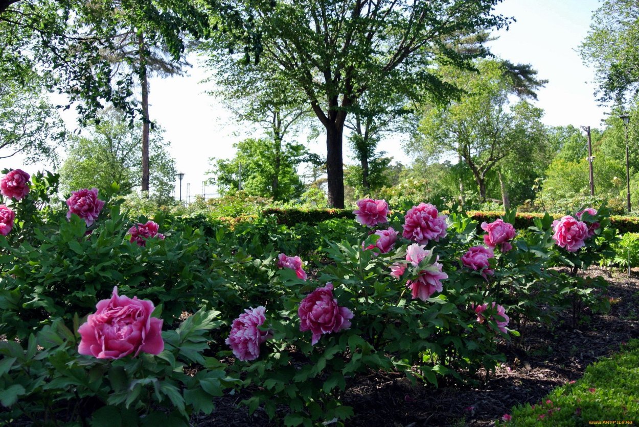 Пионарий в Ботаническом саду