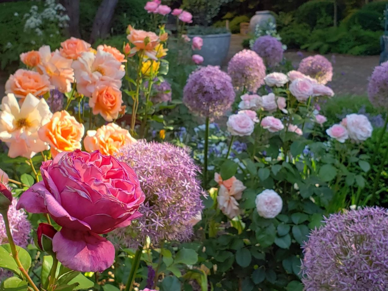 Роза Трамонто Эстиво