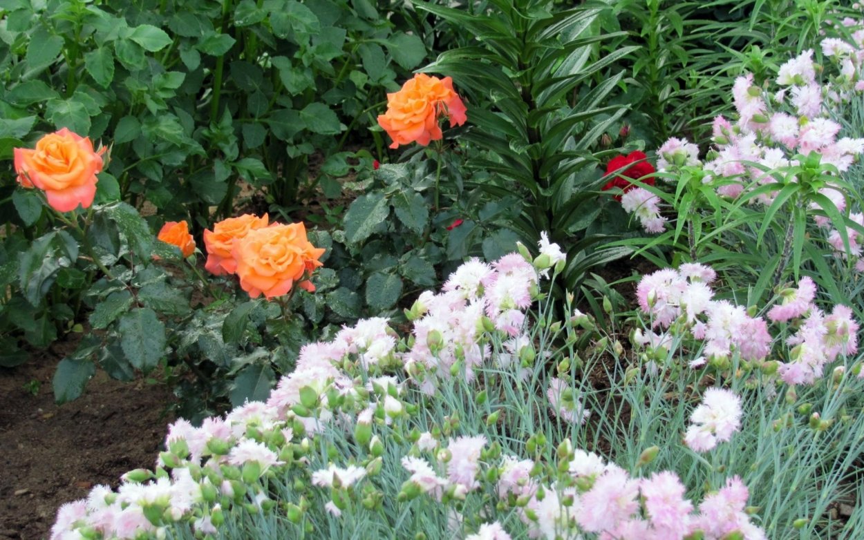 Розы с гвоздиками на клумбе