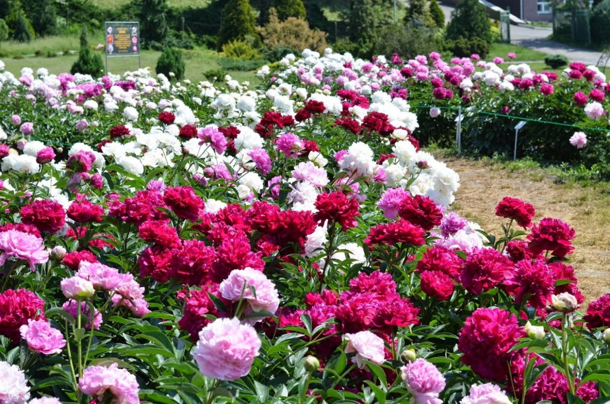 Моноклумба пионы