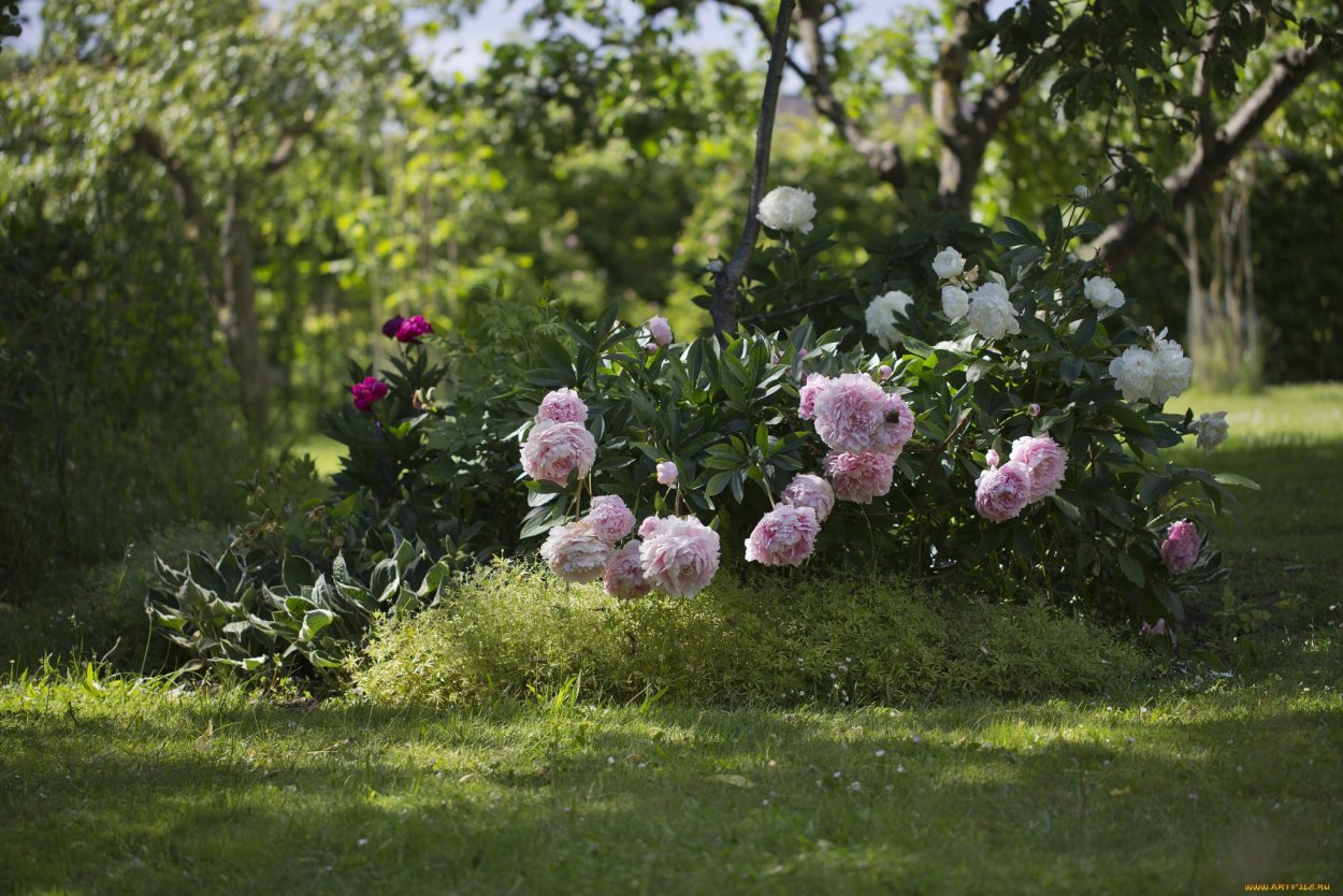 Пионы с зеленью