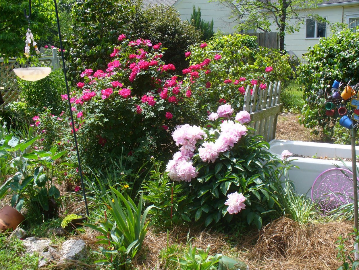 Клумба с пионами Кантри