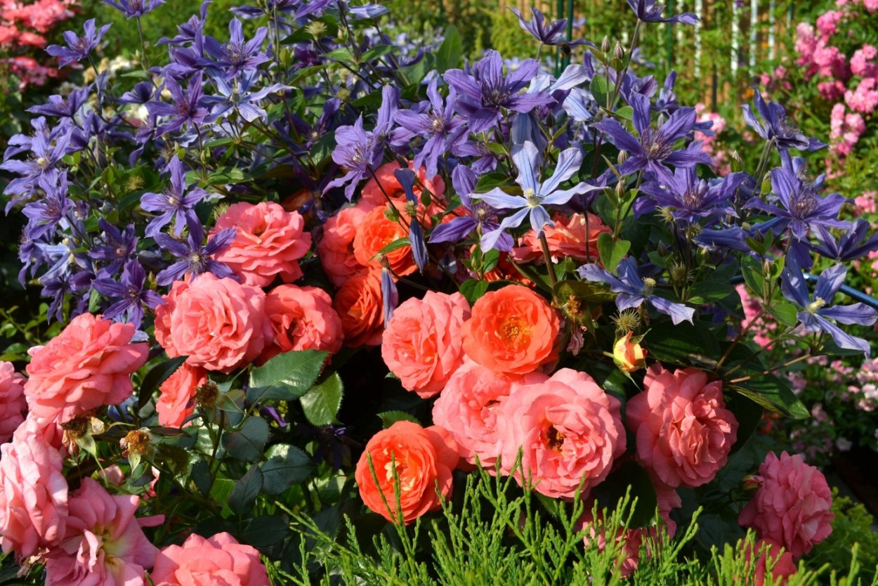 Флорибунда Импала