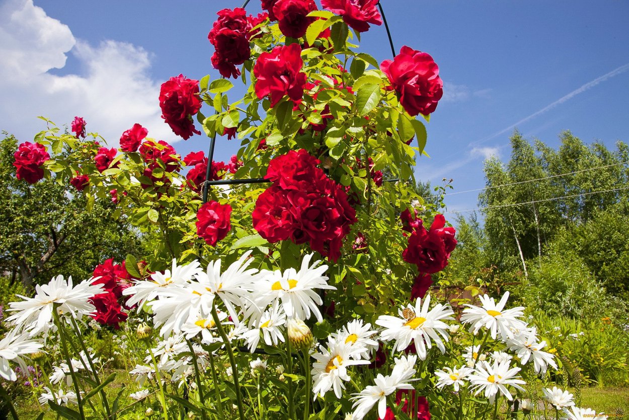 Розы с ромашками на клумбе