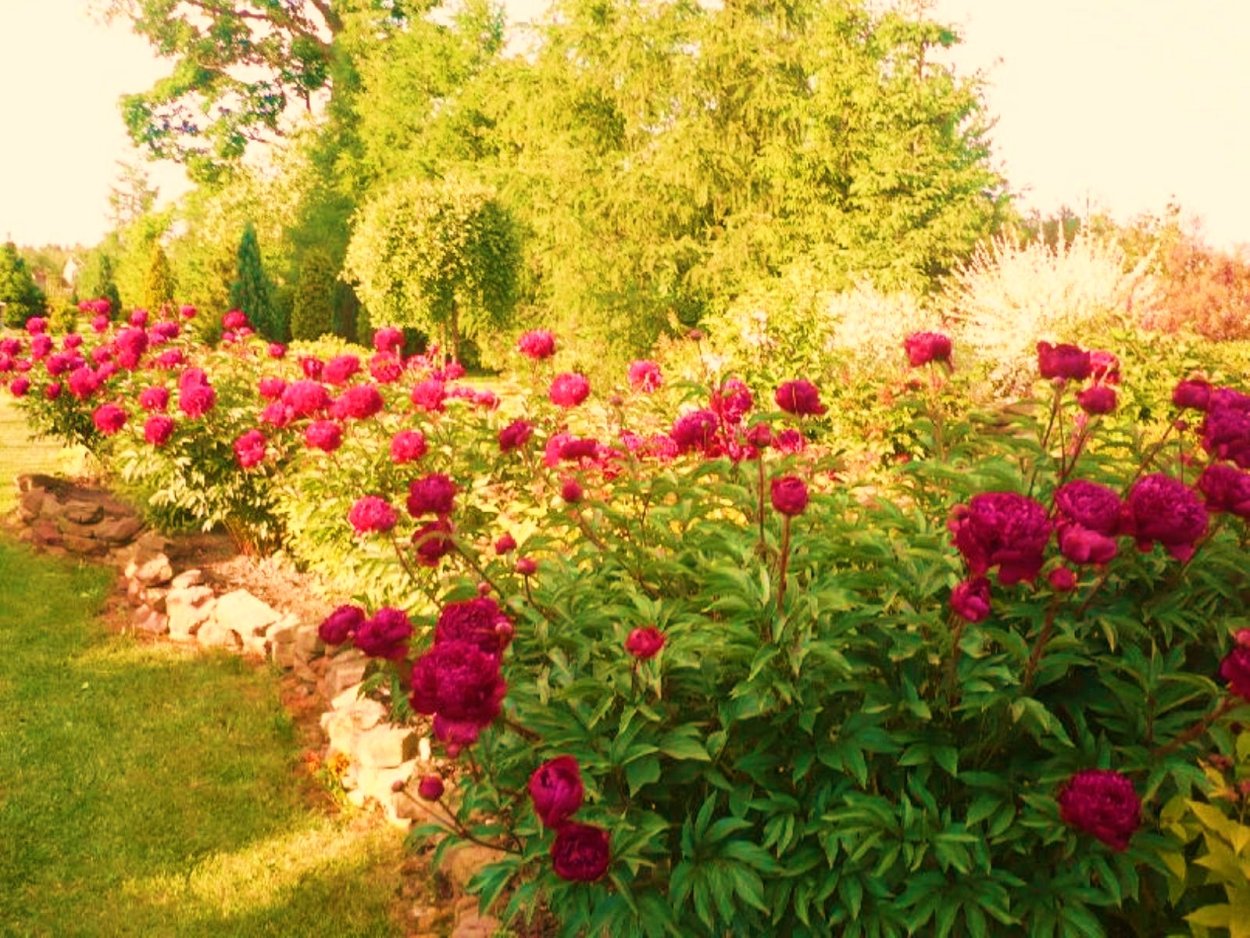 Круглая клумба с пионами