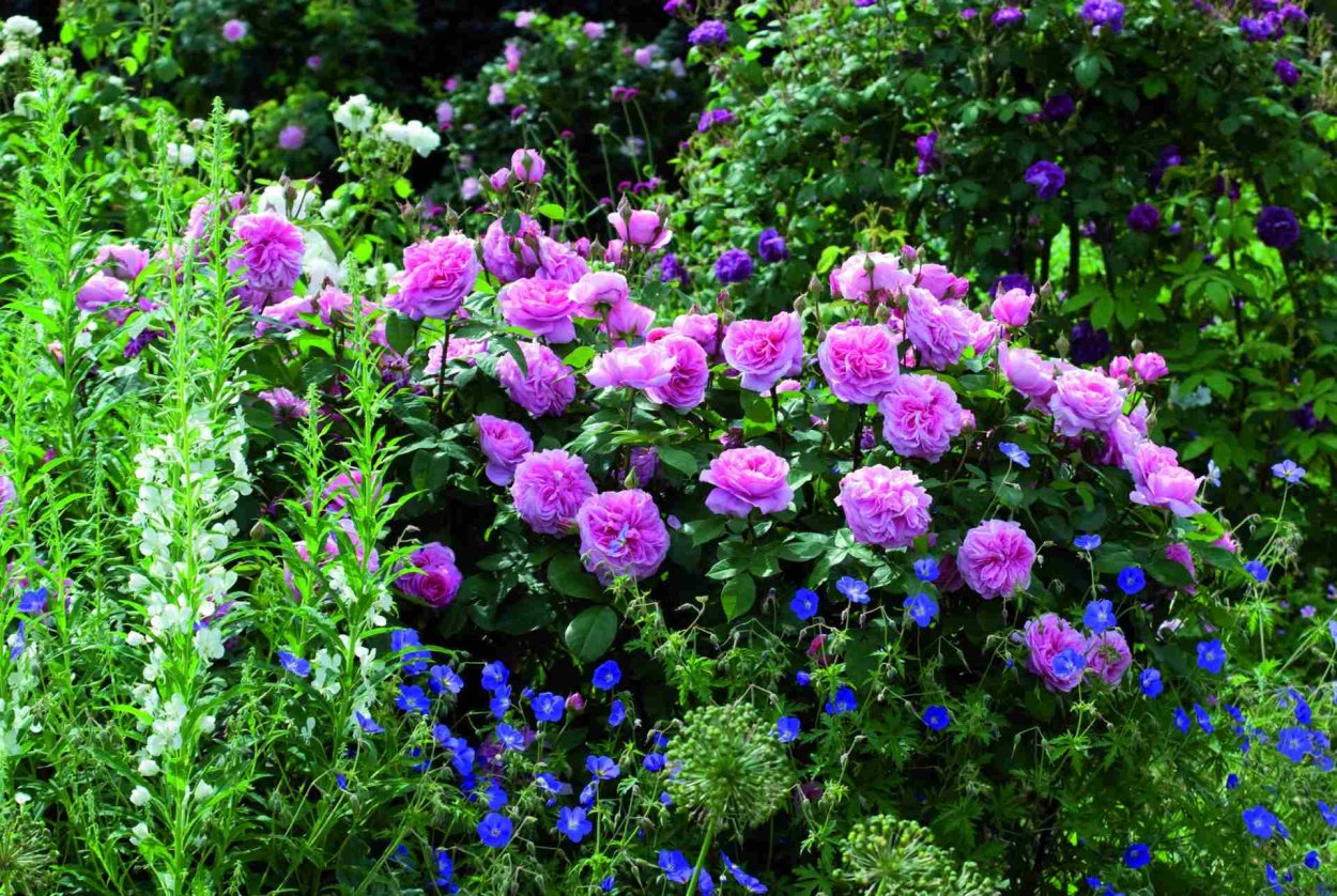 Розы Дэвида Остина в ландшафтном