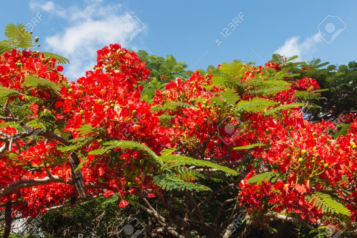 Цветущая Акация красная