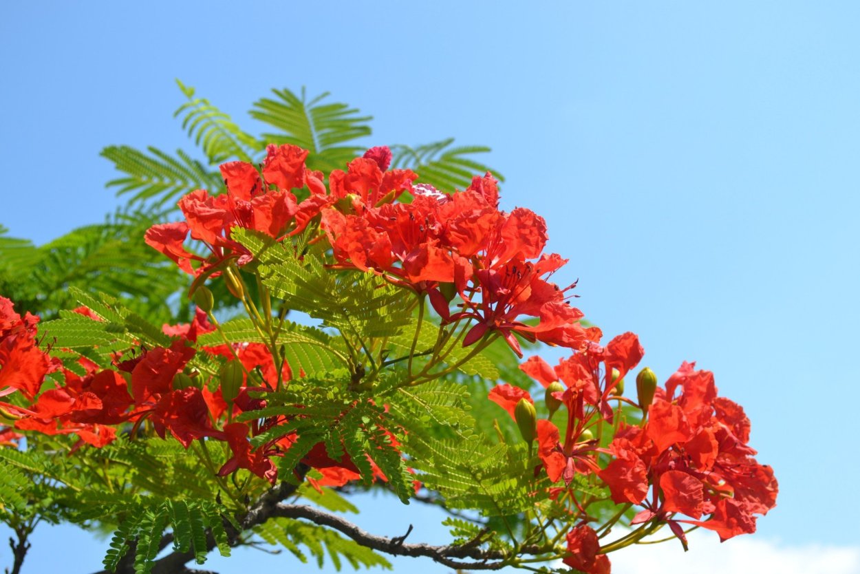 Делоникс Королевский