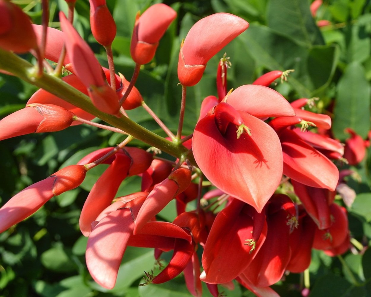 Красная Акация дерево