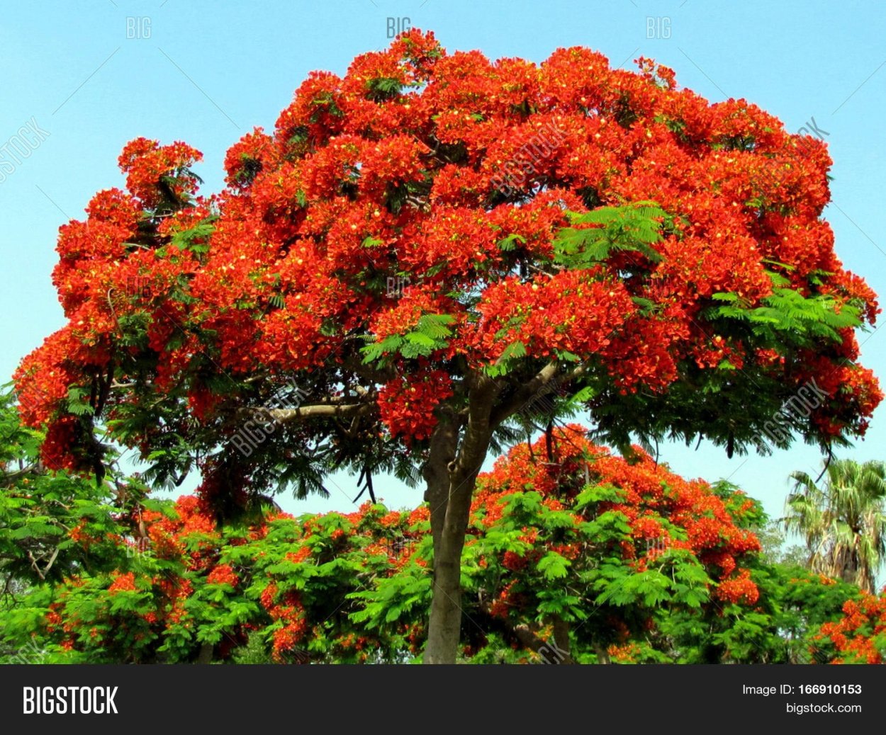 Красная Акация дерево