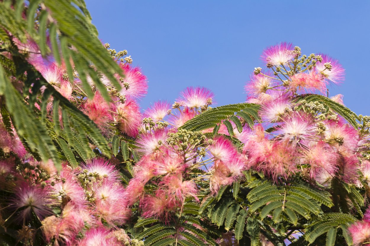 Альбиция Помпадур