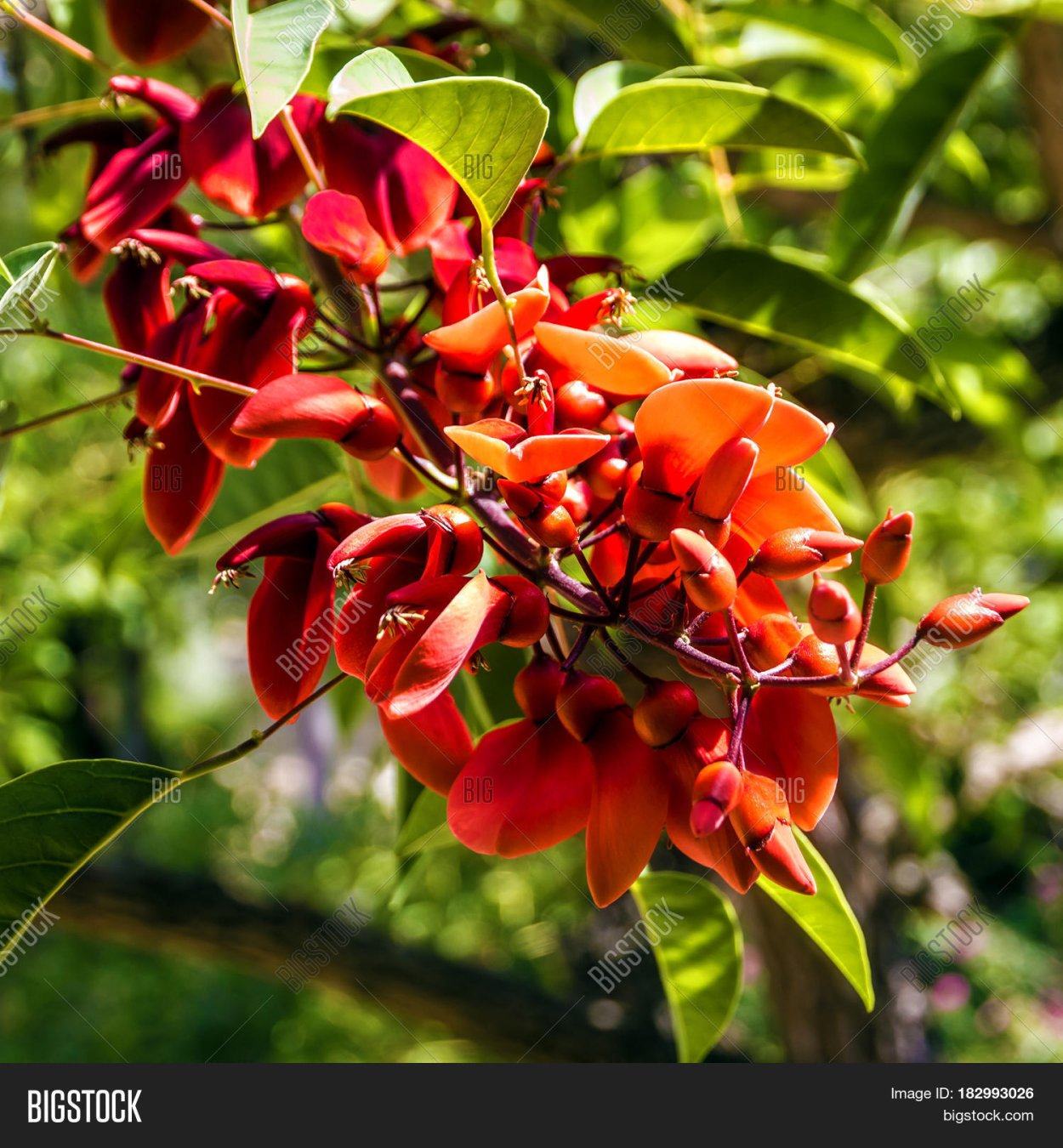 Акация цветет красными цветами