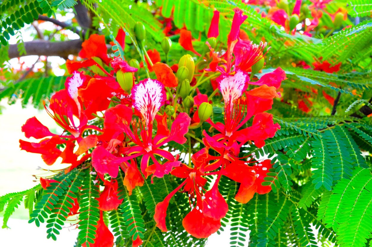 Индийская Акация