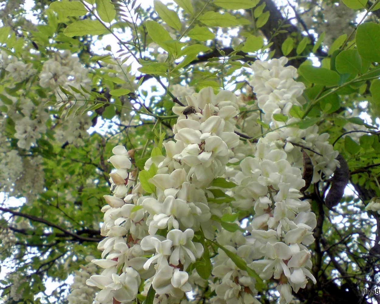 Расцвела в саду Акация