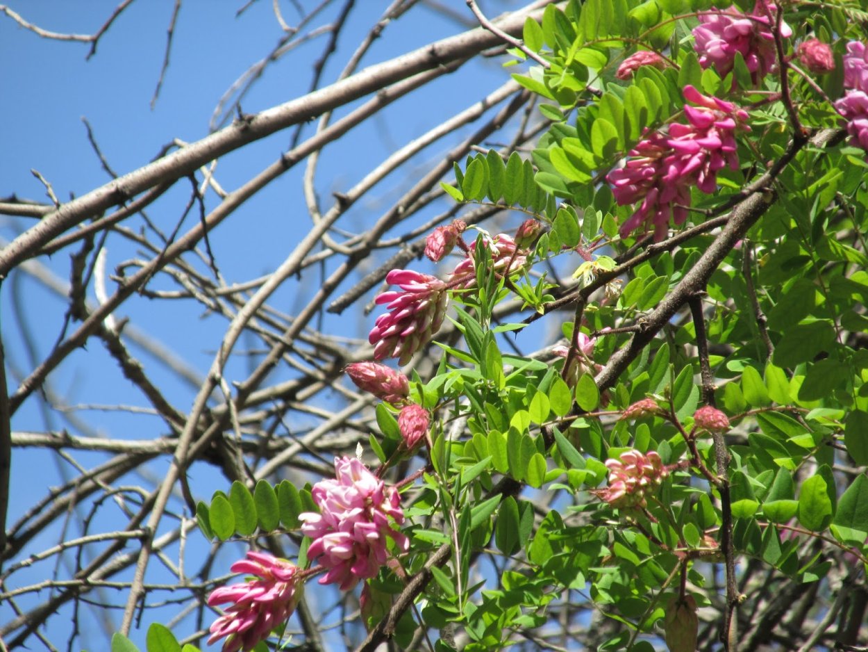 Красная Акация дерево