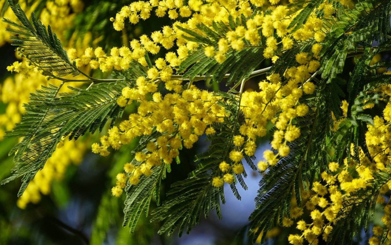 Мимоза цветок