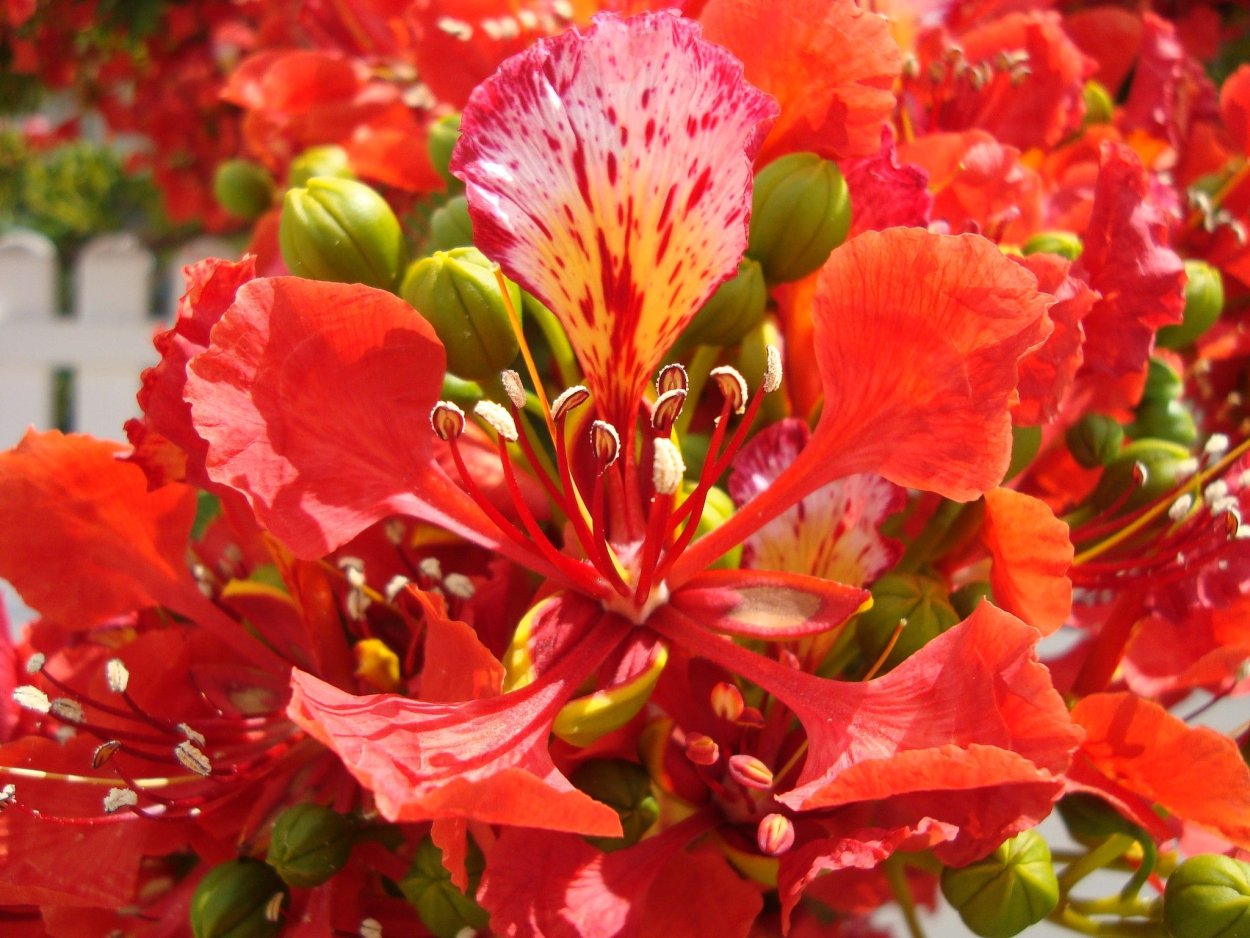 Фламбоян растение