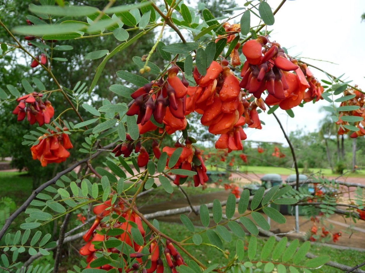 Красная Акация дерево