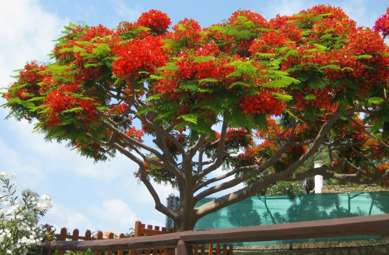 Индийская красная Акация