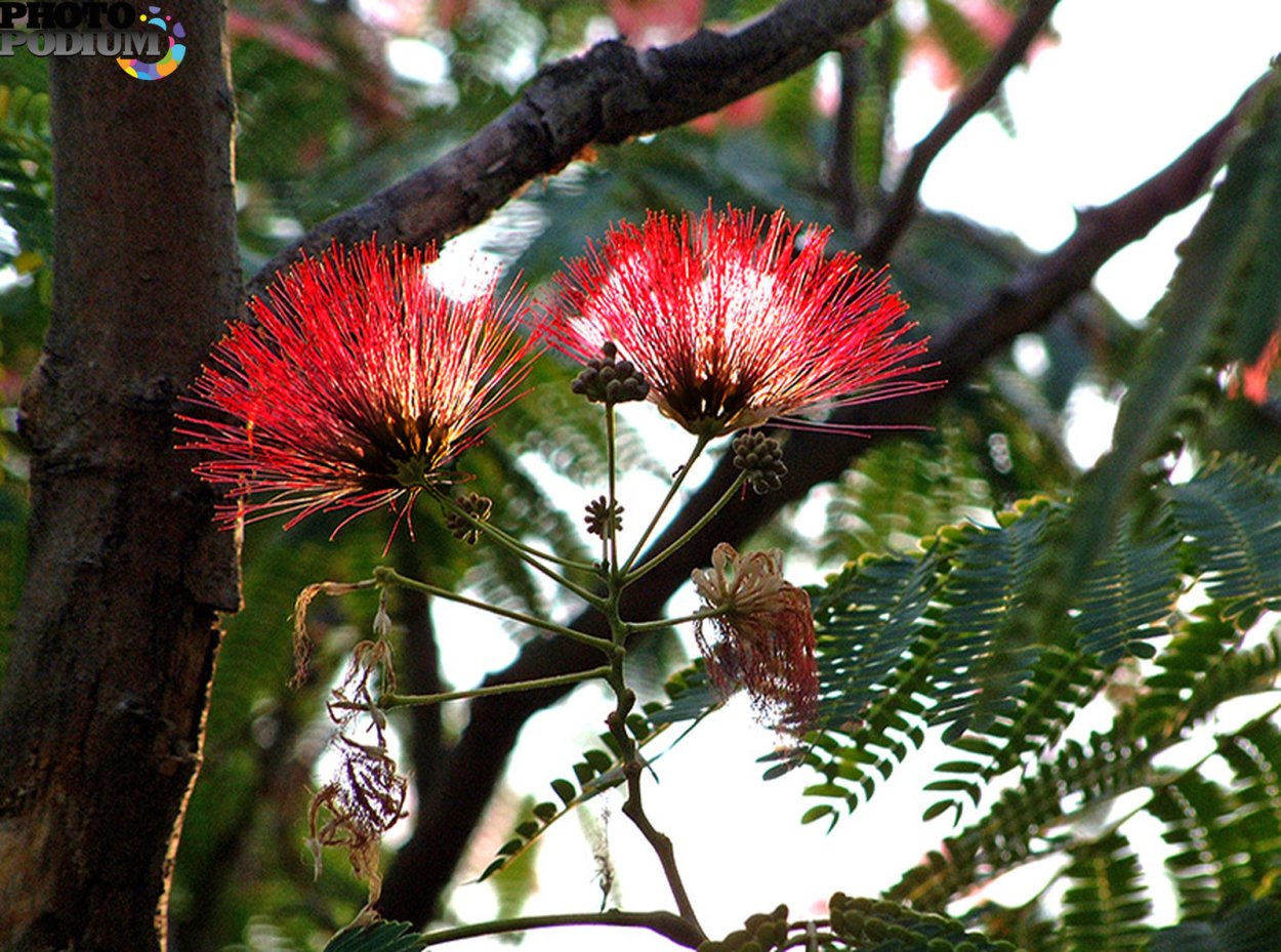 Апшеронская Акация