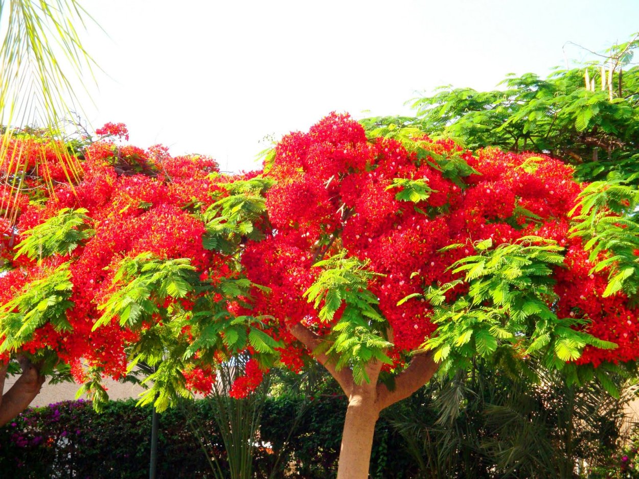 Красная Акация дерево