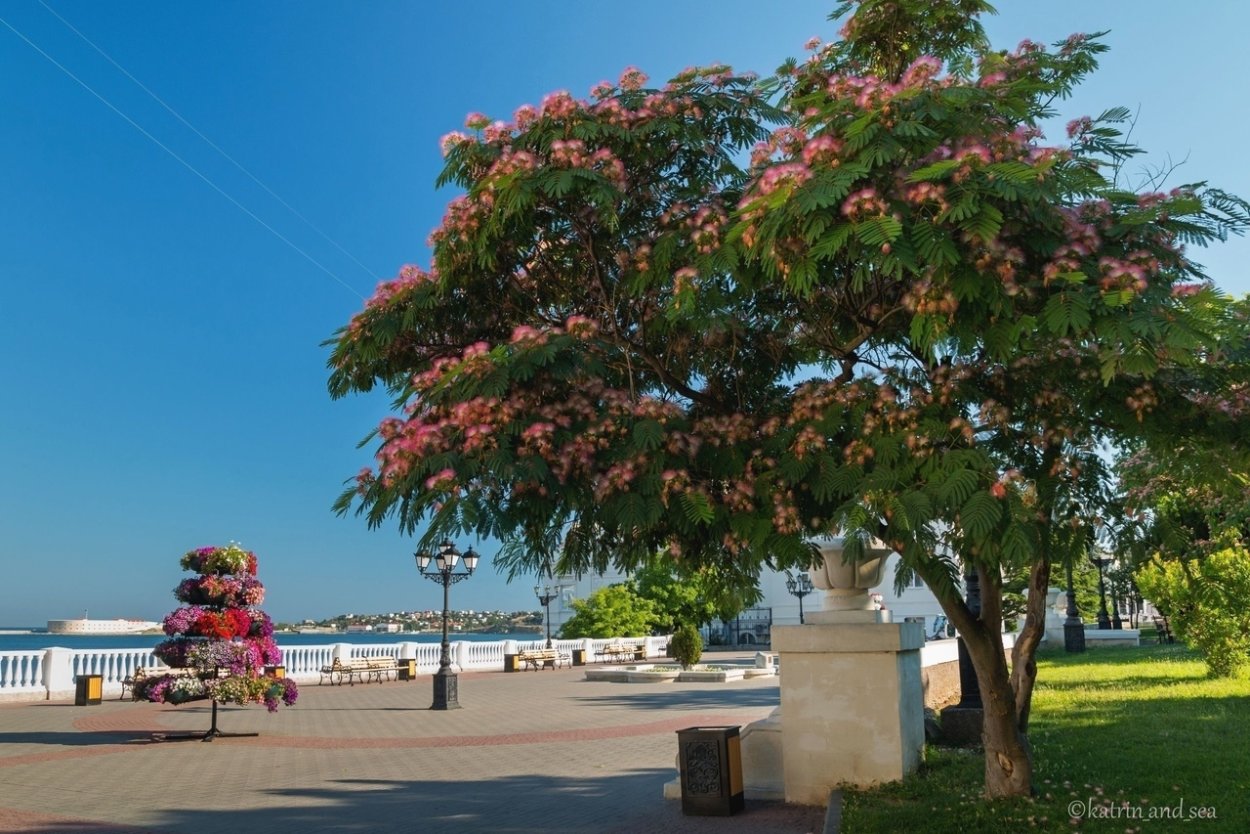 Ленкоранская Акация Севастополь