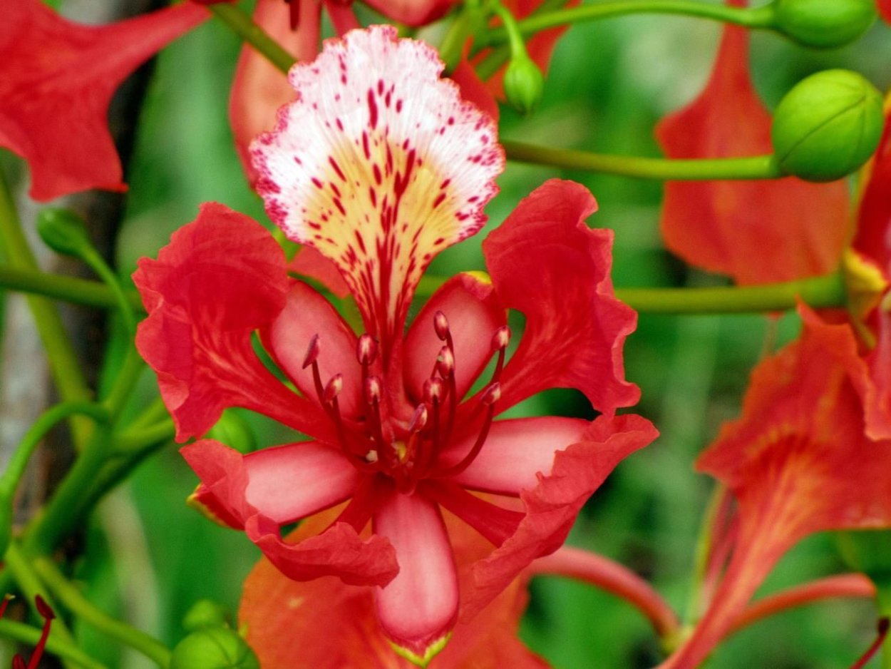 Бразильские цветы